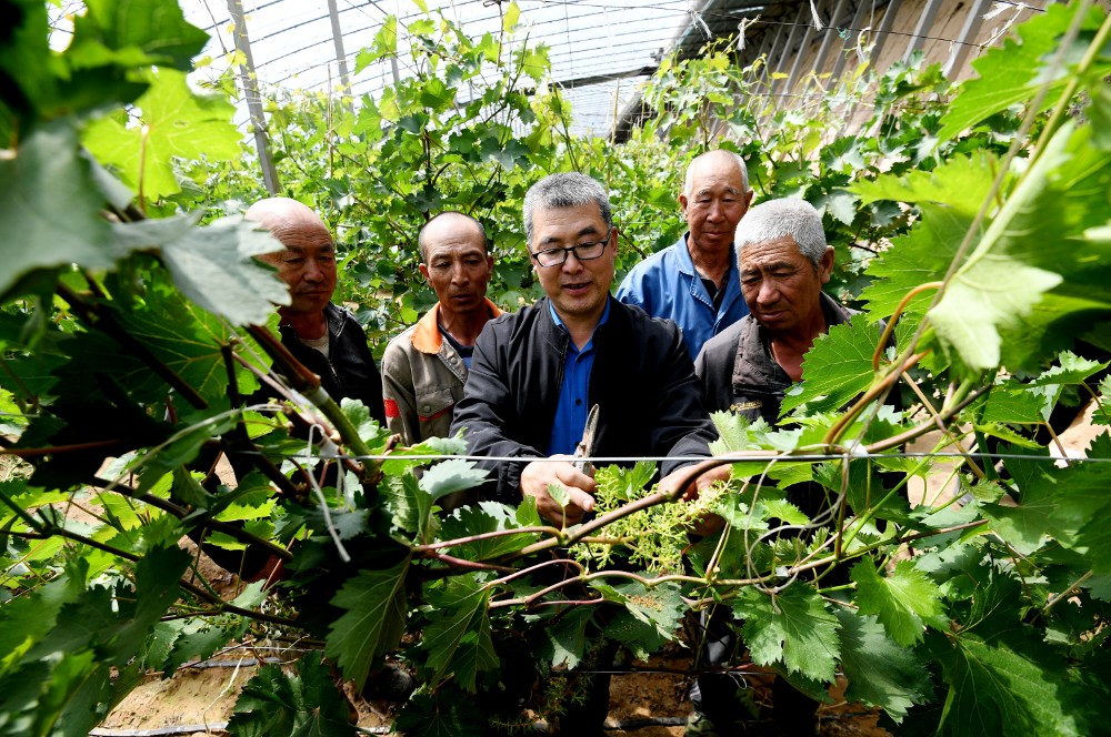 涿鹿葡萄“专家号”田间诊疗忙